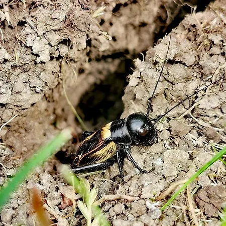 Отель Cseri Kastelyszallo